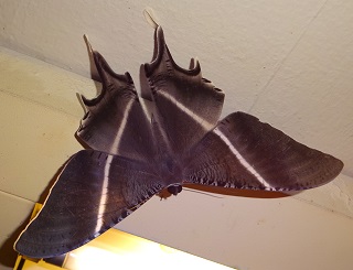 Tropical Swallowtail Moth spotted at the corridor photo